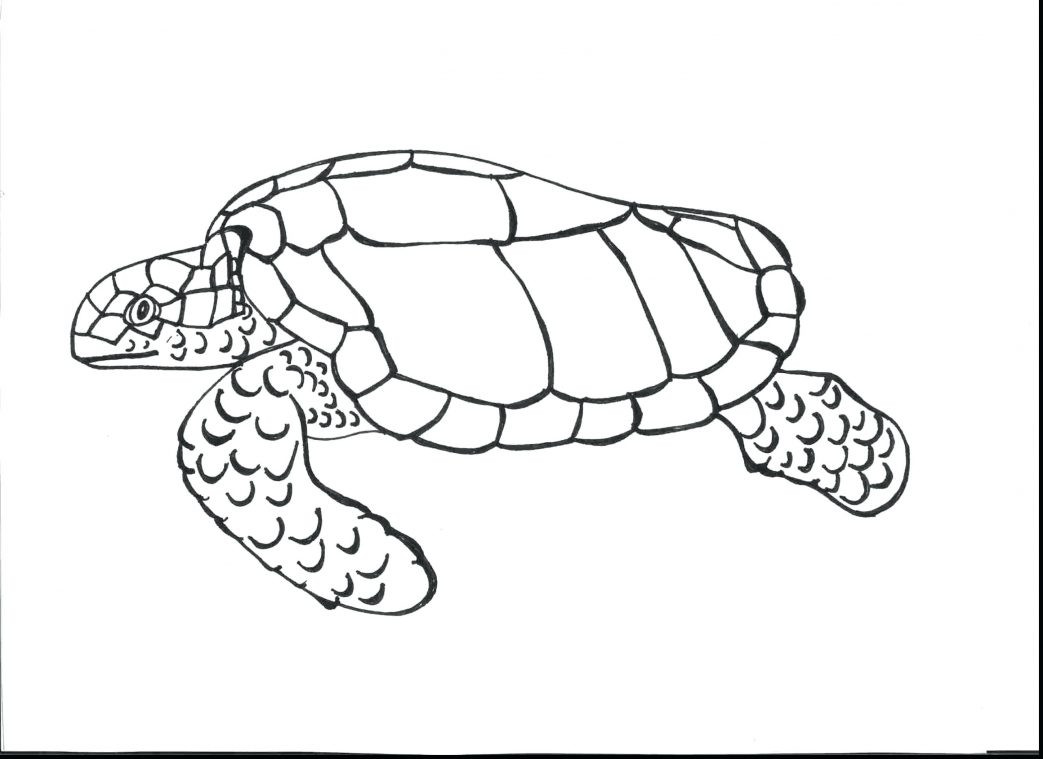 1043x759 Sea Turtle Coloring Page Realistic Wagashiya