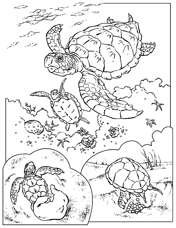 600x776 Sea Turtle Coloring Pages