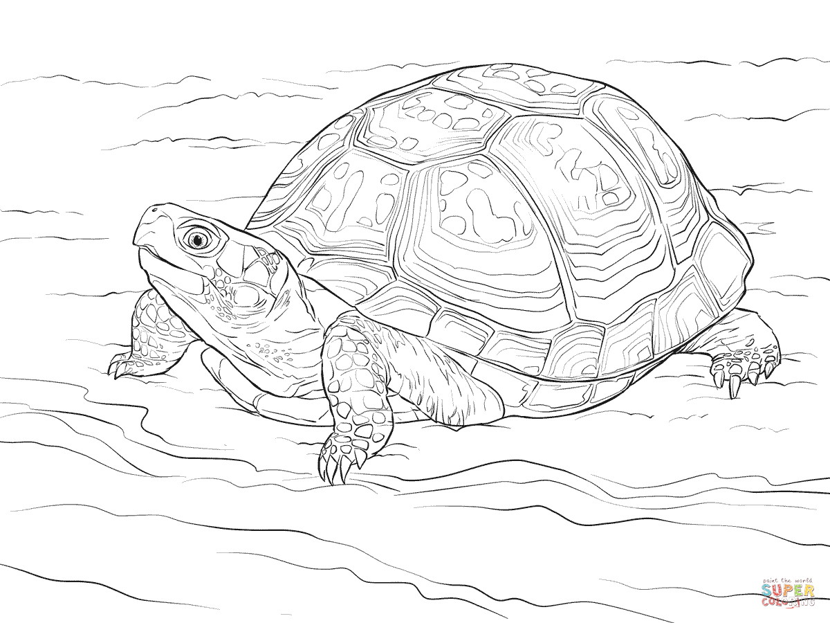 1200x900 Superior Realistic Turtle Coloring Pages Cute Eastern Box Page