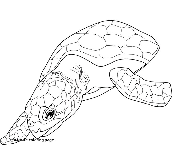 740x636 Turtle Coloring Pages Beautiful Ninja Turtle Coloring Page Lovely