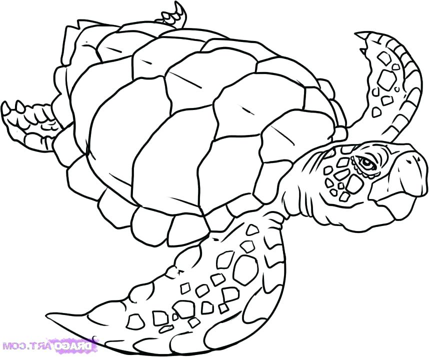 858x714 Turtle Coloring Pages Look Real For Preschool Page Free Printable