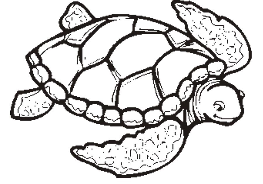 900x632 Turtle Math Coloring Pages