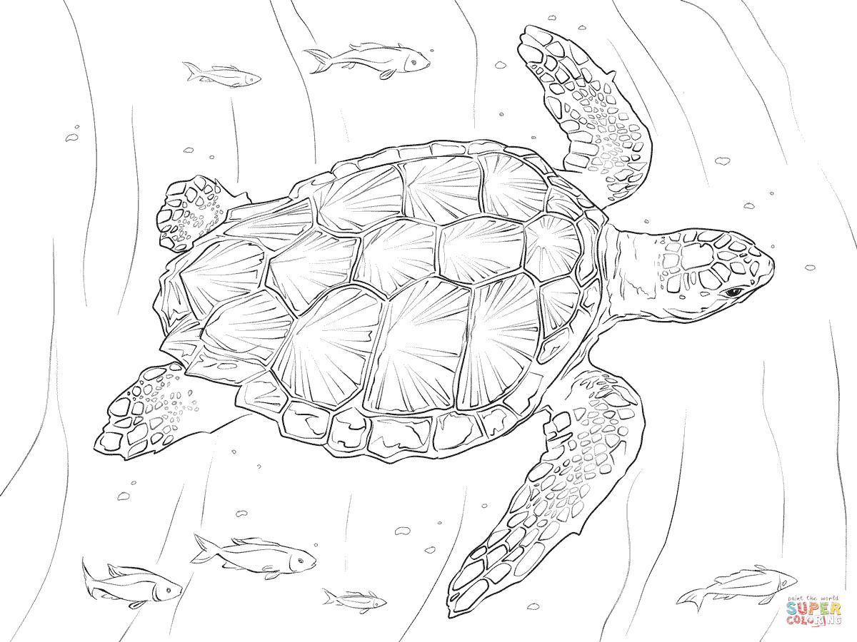 1200x900 Turtles Coloring Pages Free And Sea Turtle Page Realistic Acpra