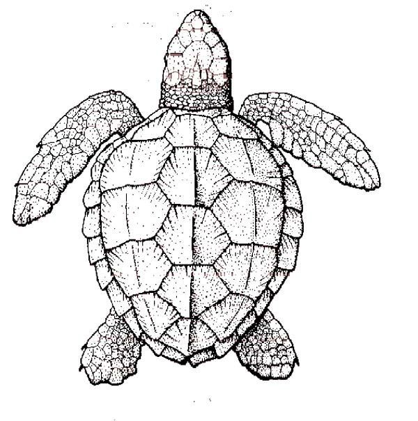 600x605 Realistic Turtle Coloring Pages