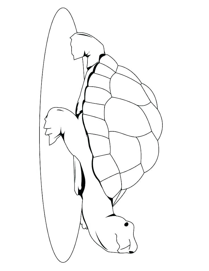 736x951 Sea Turtle Coloring Page