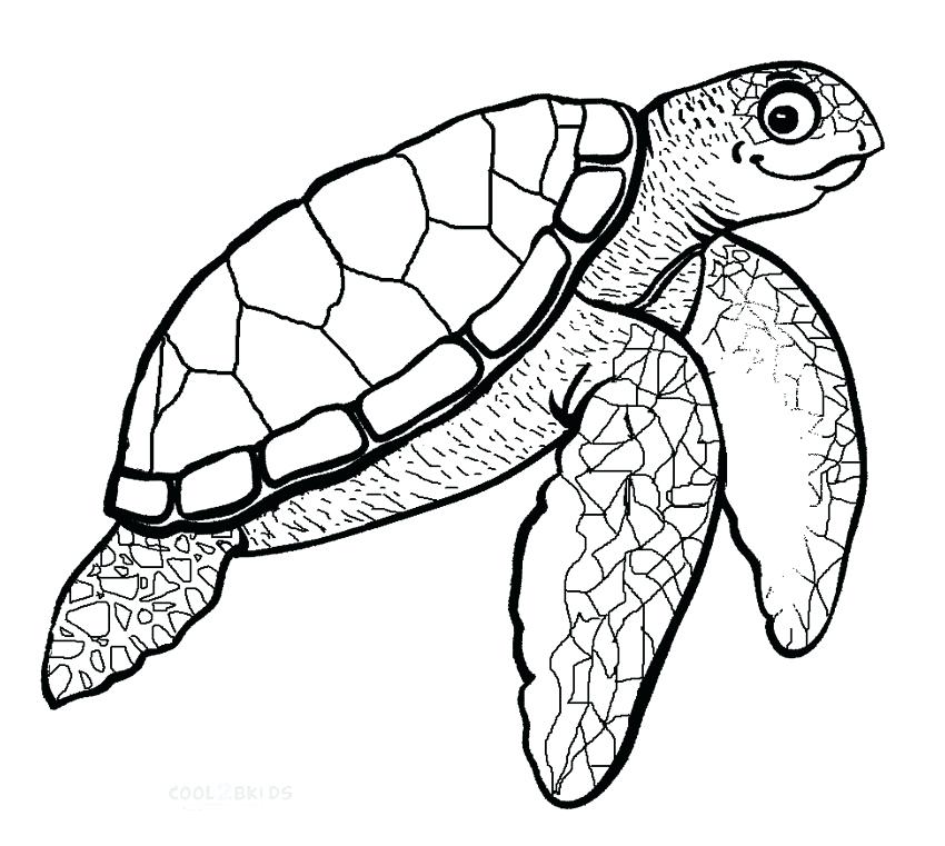 850x761 Sea Turtle Coloring Pages Transasia