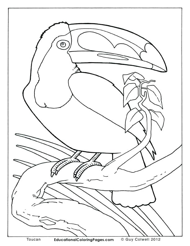 Realistic Wild Animal Coloring Pages at GetDrawings | Free download