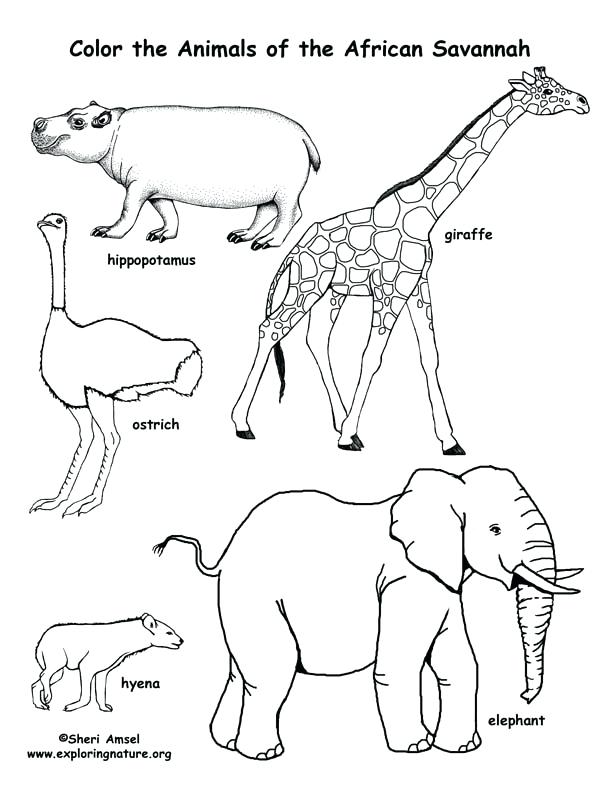 612x792 Wild Animal Coloring Pages Realistic Wild Animal Coloring Pages