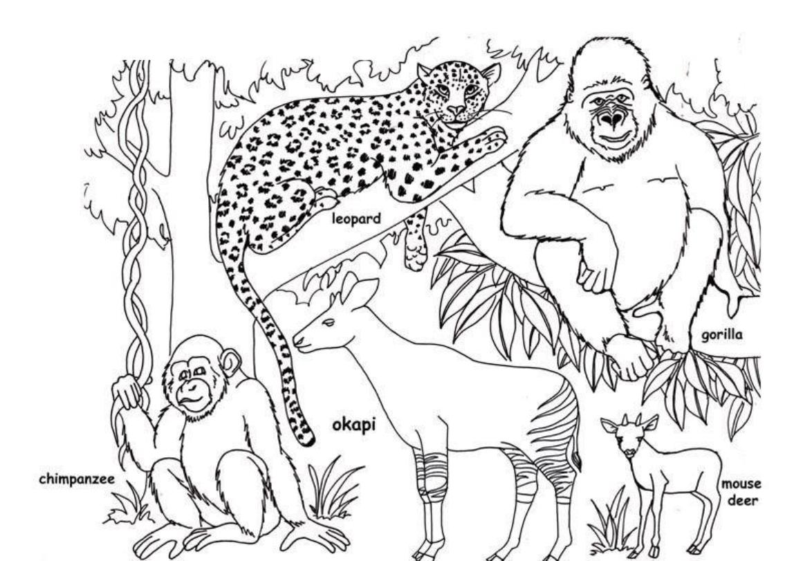 1148x811 Marvelous Decoration Wild Animal Coloring Pages Realistic Animals