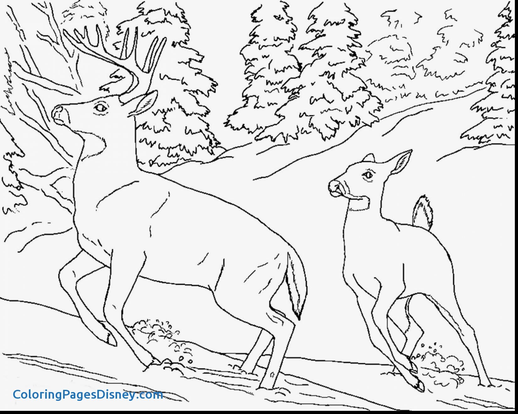 1650x1320 Realistic Animals Coloring Pages Elegant Realistic Animal Coloring