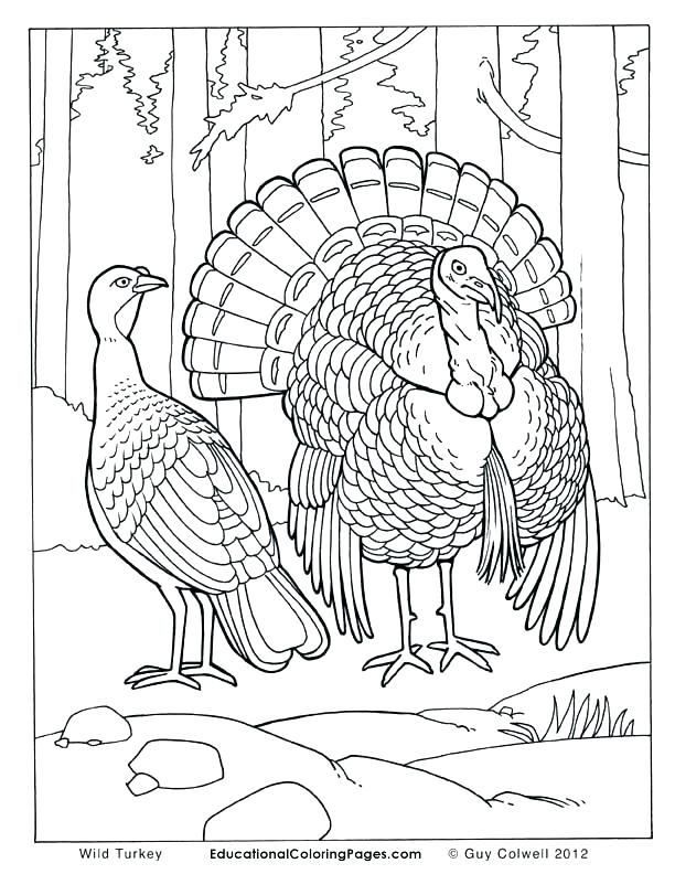 612x792 Free Coloring Pages Animals Realistic