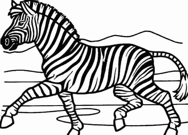 600x432 Zebra Coloring Picture Elegant Zebra Coloring Pages