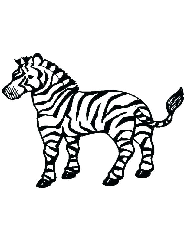 618x824 Zebra Coloring Sheet Zebra Without Stripes Coloring Page Zebra