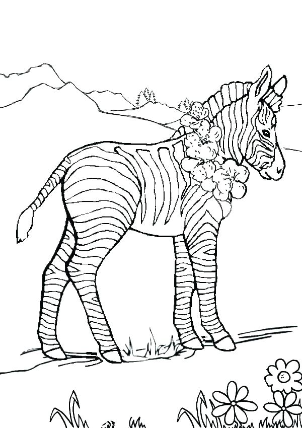 600x850 Coloring Pages Zebra