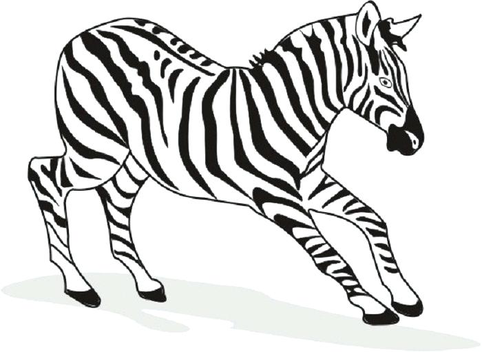 700x511 Coloring Pages Zebra Zebra Coloring Pages Images Wild Animals