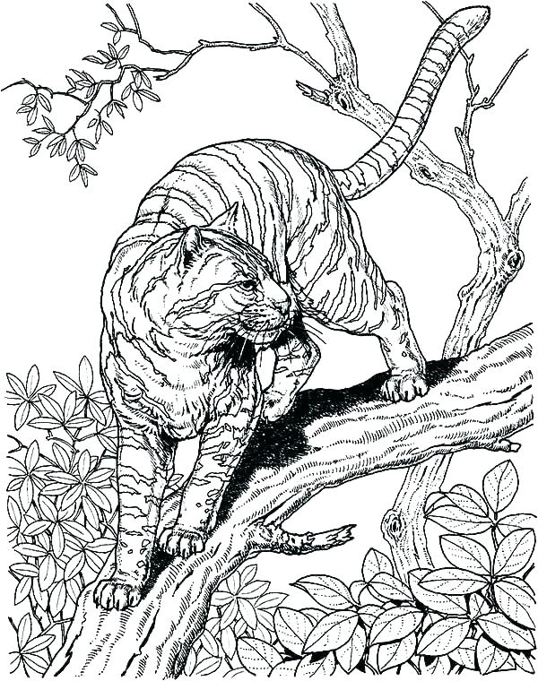 600x760 Coloring Pages Hard