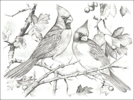 550x412 Cardinal Bird Coloring Page Cardinal Coloring Pages Animals