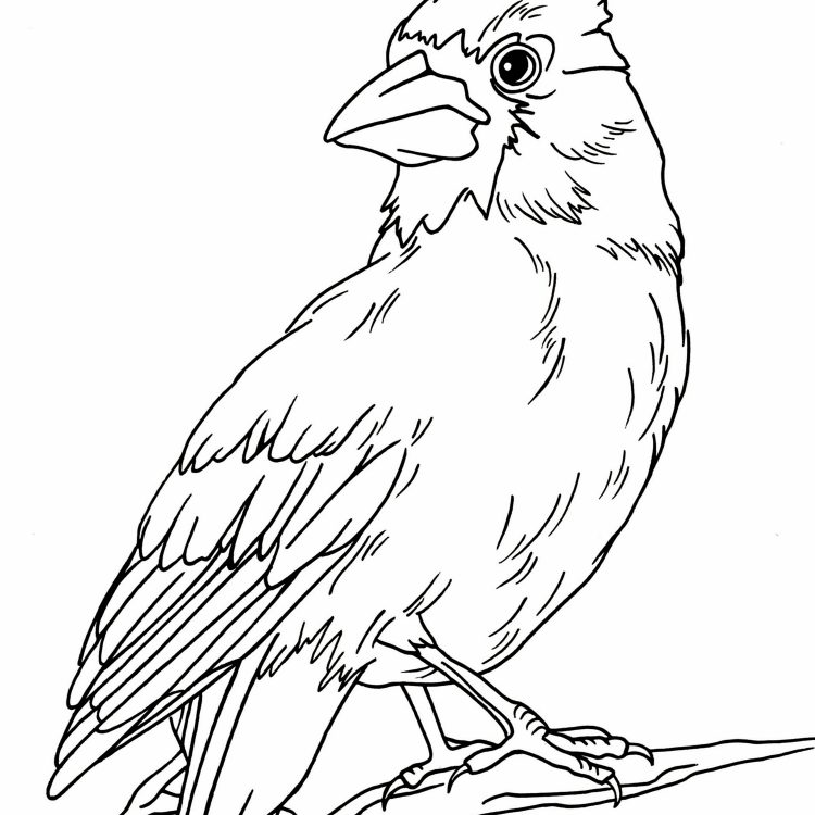 750x750 Coloring Coloring Page Of A Cardinal Bird Plus Arizona Cardinal