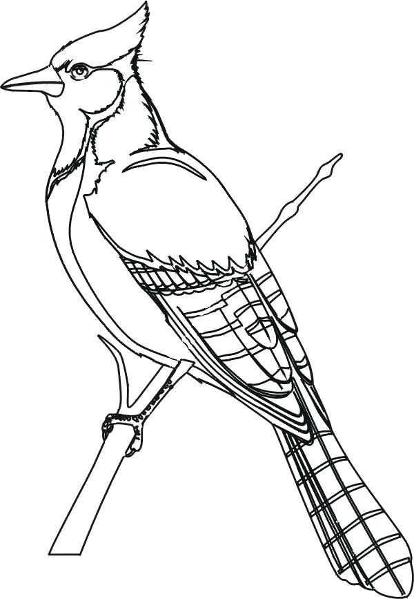 600x867 Cardinal Bird Coloring Page