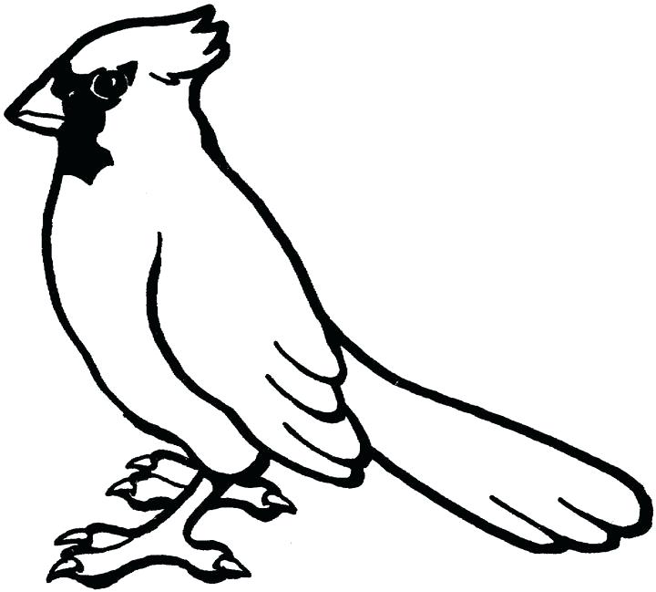 720x649 Cardinal Coloring Pages