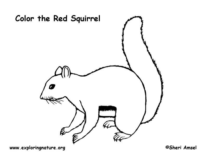 792x612 Squirrel