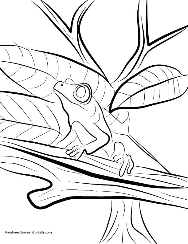 612x792 Tree Frog Coloring Pages Red Eyed Tree Frog Coloring Page Red Eyed