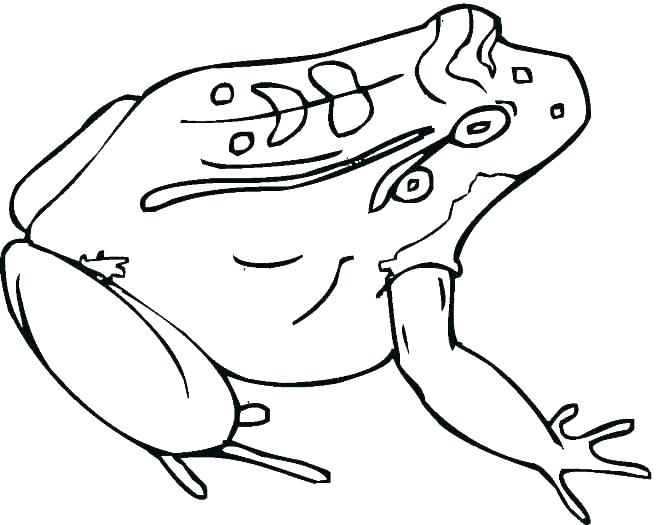 657x525 Free Frog Coloring Pages Coloring Book Pages Of Frogs Red Eyed