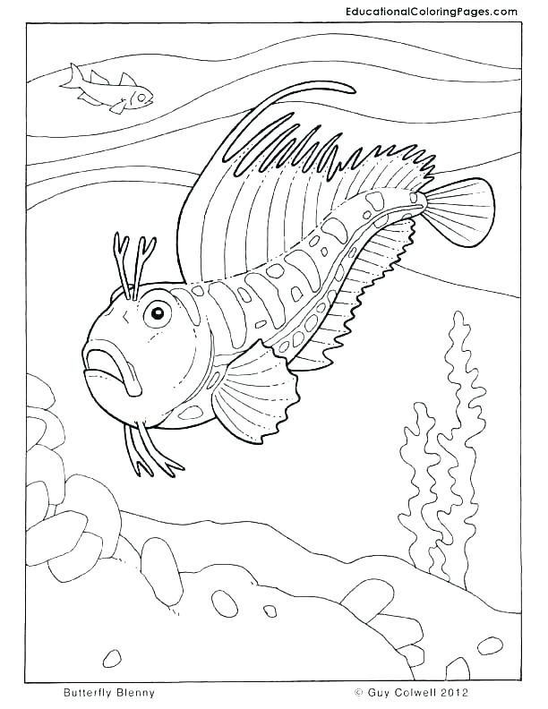 612x792 One Fish Two Fish Red Fish Blue Fish Coloring Page Coloring Pages