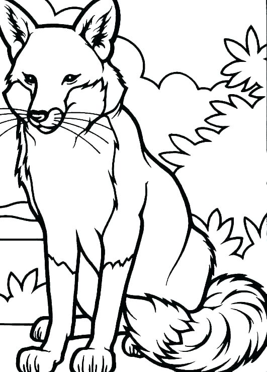 531x739 Coloring Pages Of Foxes Red Fox Coloring Page Tails The Fox