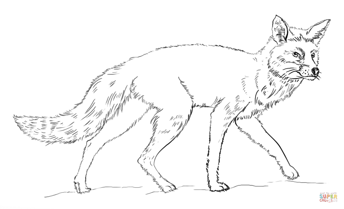 1112x676 Realistic Red Fox Coloring Page Free Printable Coloring Pages