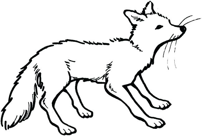 650x438 Red Fox Coloring Page Coloring Page Red Fox Copy Coloring Pages