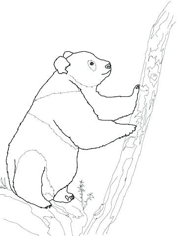 360x480 Baby Panda Coloring Pages Inspirational Red Panda Coloring Pages