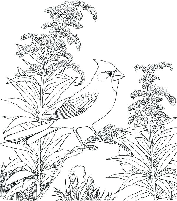 600x683 Robin Coloring Page Robin Bird Coloring Pages State Bird Coloring