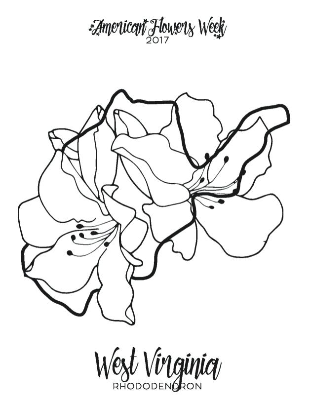 630x816 New York State Flower Coloring Page