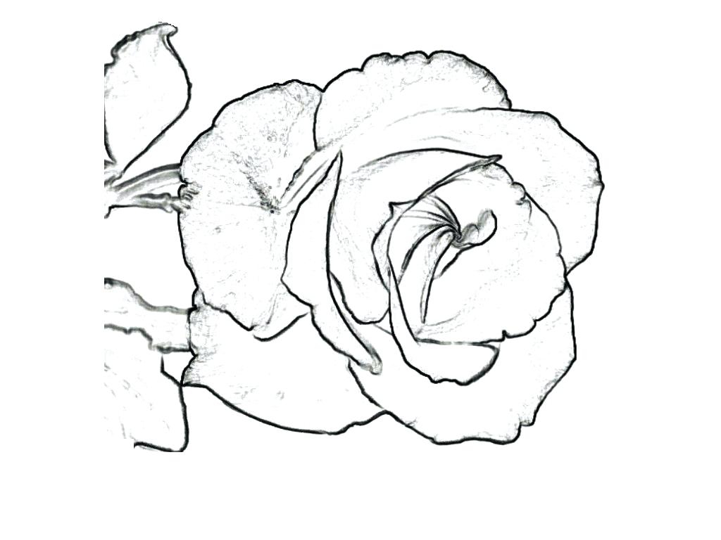 1024x768 Red Rose Flower Coloring Page Pic With I Love U Best Heart
