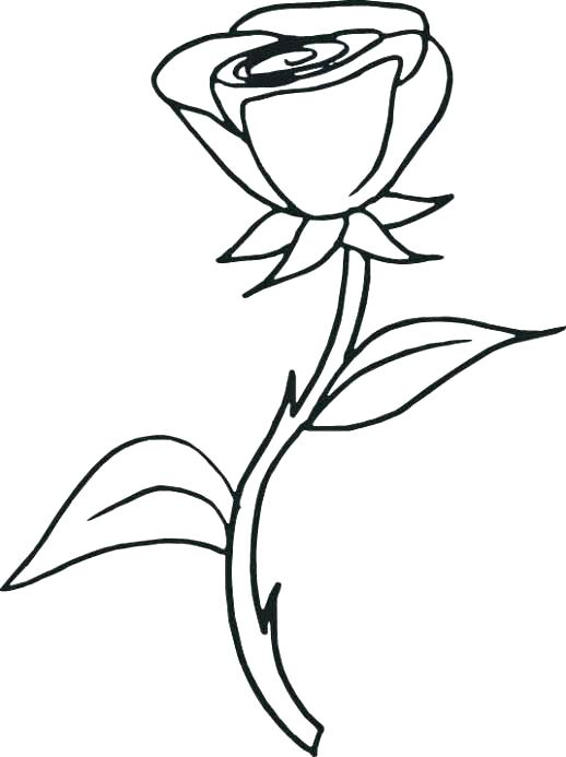 518x693 Coloring Pages Roses Coloring Pages Of Roses Rose Coloring Pages