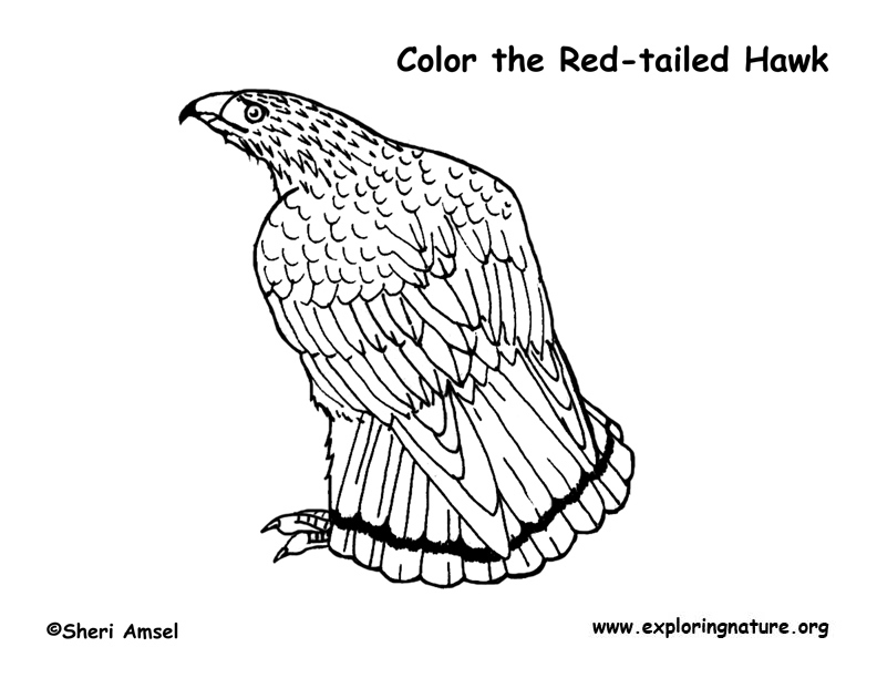 792x612 Hawk Coloring Pages Lovely Hawk Coloring Page Red Tailed Hawk