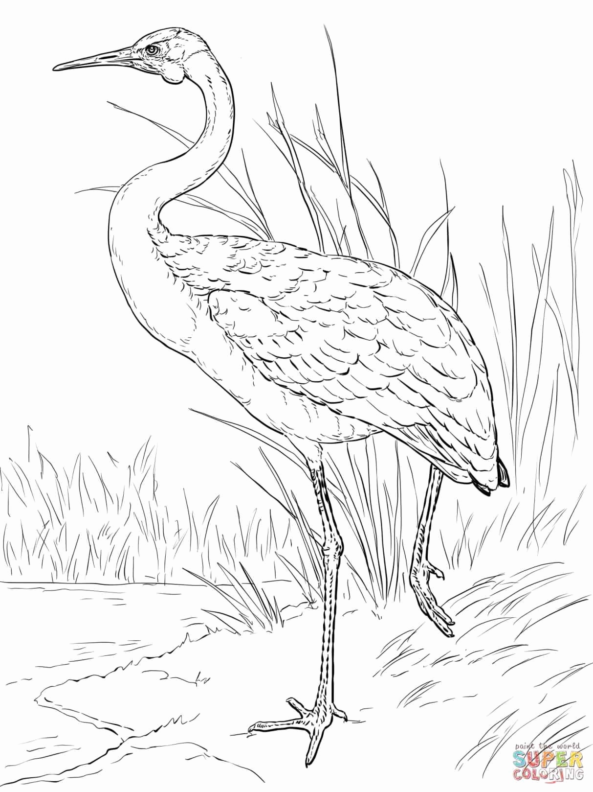 1213x1618 Perfect Red Tailed Hawk Coloring Page Crest