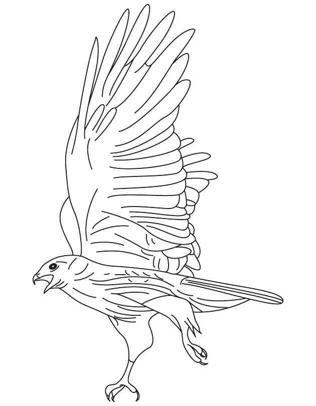630x810 Red Tail Hawk Coloring Page Tailed Download Free