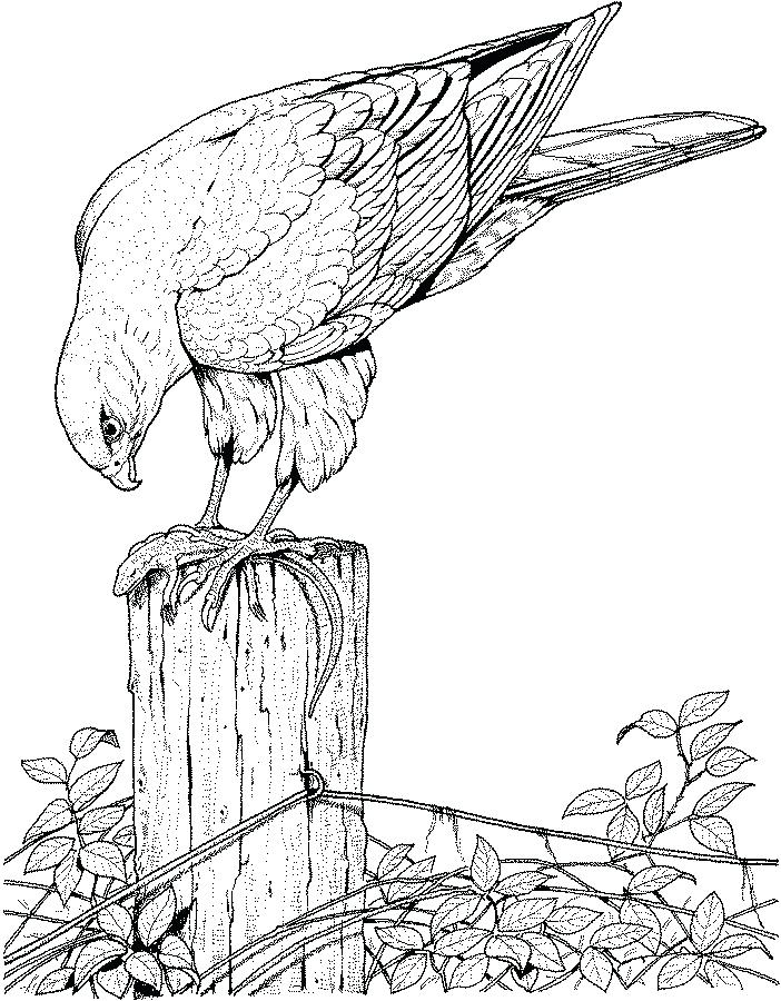 702x900 Red Tailed Hawk Coloring Page Animal Coloring Pages Bats Red Tail