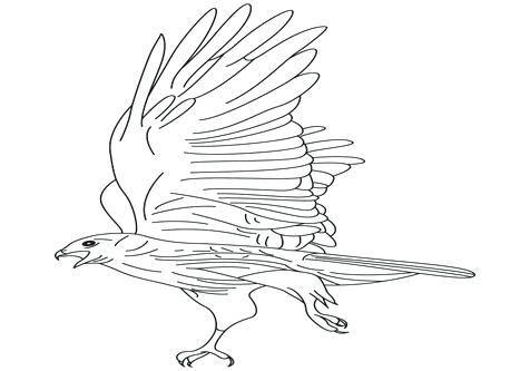 476x333 Red Tailed Hawk Coloring Page Coloring Trend Medium Size Dragon
