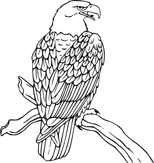 600x635 Red Tailed Hawk Coloring Page Hawk Eyes Coloring Pages About Red