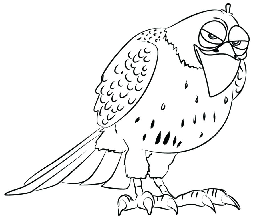 900x764 Red Tailed Hawk Coloring Page Red Tail Hawk Coloring Page Drawn