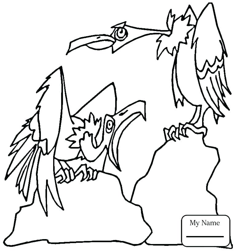 765x821 Red Tailed Hawk Coloring Page S S S S Red Tail Hawk Coloring Page