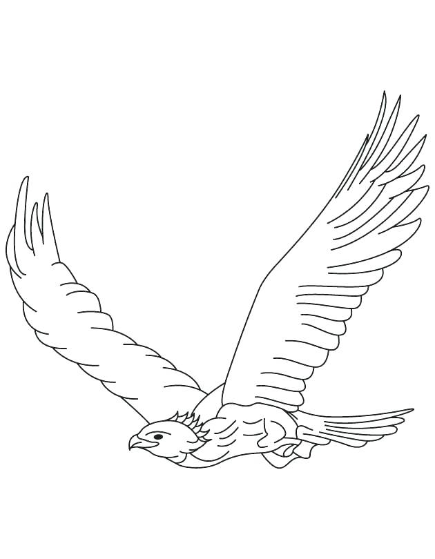 630x810 Hawk Drawing