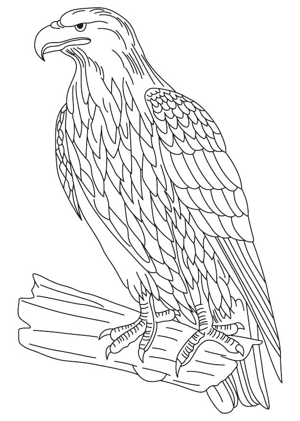 613x860 Red Tailed Hawk Coloring Page