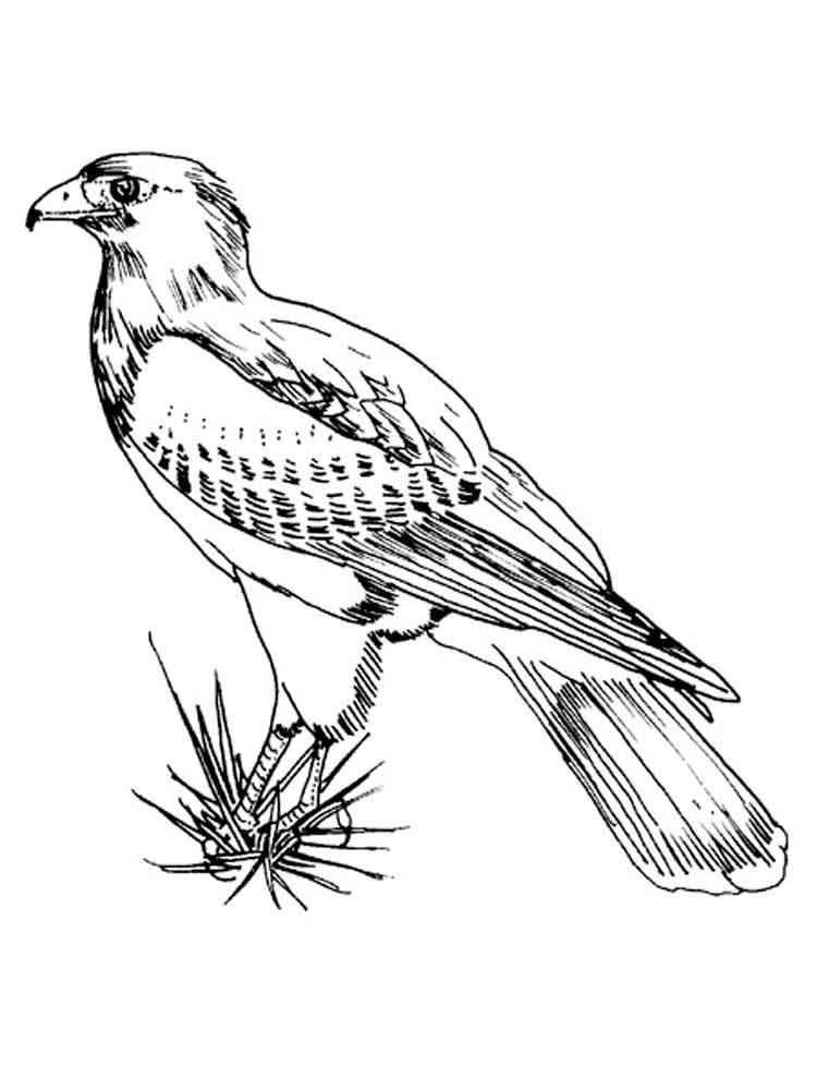750x1000 Hawk Coloring Pages Best Of Hawk Coloring Pages Download And Print