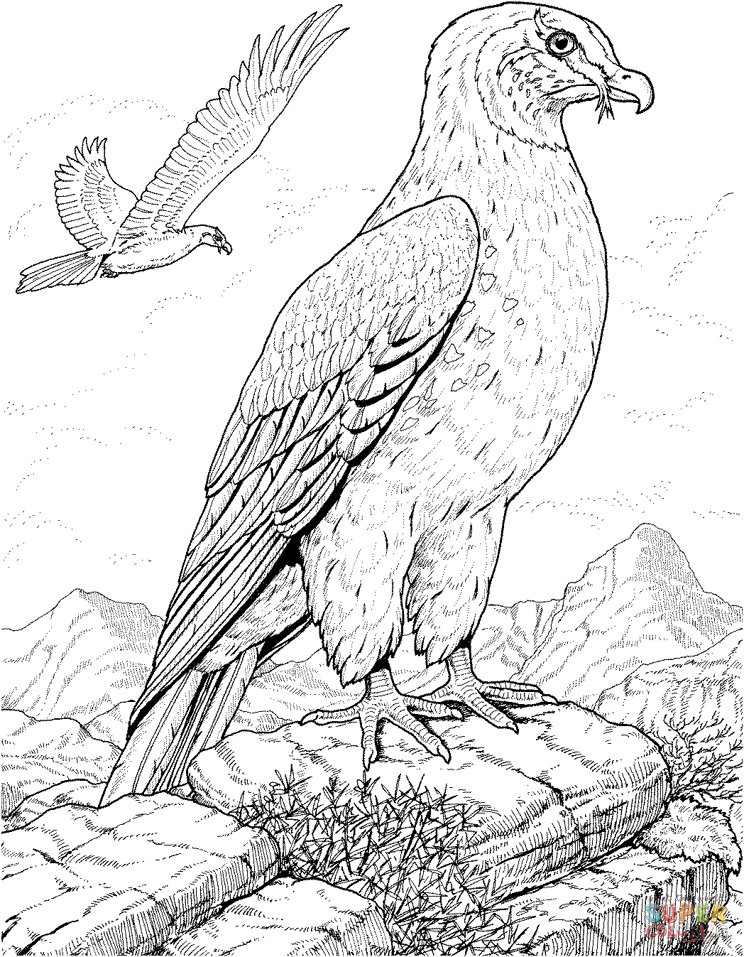 1048x1347 Hawk Coloring Pages Best Of Red Tailed Hawk In Flight Coloring