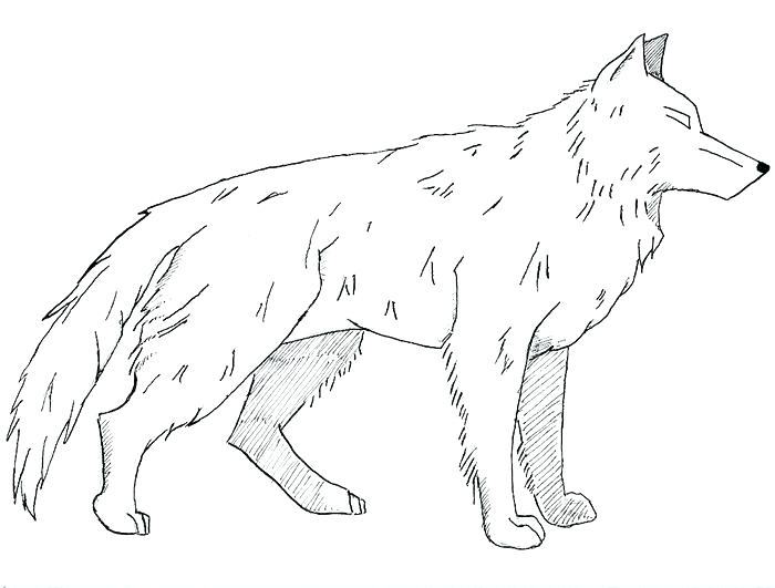 700x531 Realistic Wolf Coloring Pages Wolf Gray On Alert Mammals Coloring