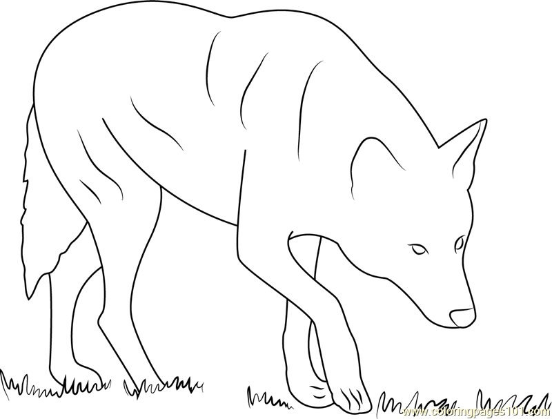 800x607 Red Wolf Albany Chehaw Printable Coloring Page For Kids And Adults